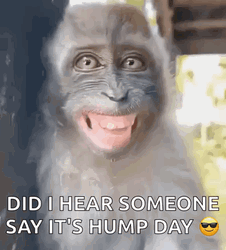 Hilarious Monkey Big Grin Meme GIF