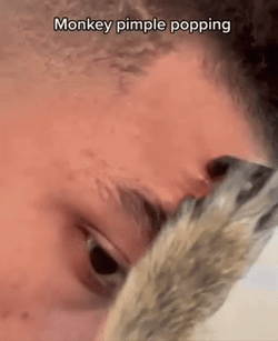 Hilarious Monkey Pimple Popping GIF