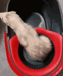 Hilarious Pet Ferret GIF