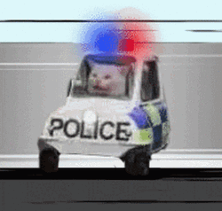 Hilarious Police Car Cat Riding GIF