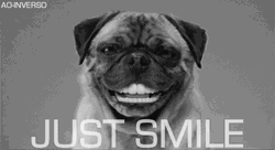 Hilarious Pug Dog Wide Smile GIF