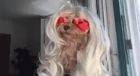 Hilarious Puppy With Blonde Hair GIF