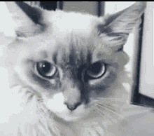 Hilarious Ragdoll Cat Scary Surprise Reaction