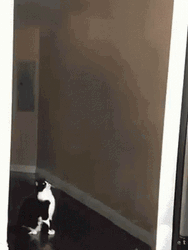 Hilarious Ufo Taking Cat GIF