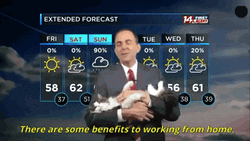 Hilarious Weatherman Petting Cat GIF