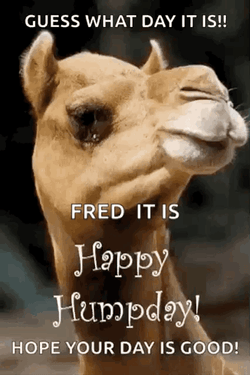 Hilarious Wednesday Of Winking Dog GIF
