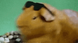 Himalayan Guinea Pigs Is Shocked GIF