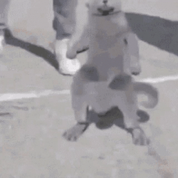 Hip-Hop Cat Dancing Meme GIF