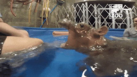 Hippo GIF
