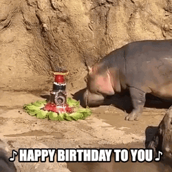 Hippo Birthday Celebration GIF