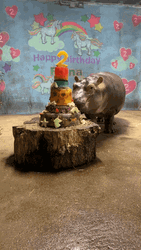 Hippo Celebrating 2Nd Birthday GIF