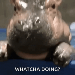 Hippo Confused Whatcha Doing GIF
