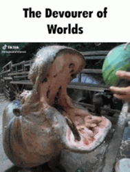 Hippo Crushing Watermelon In Mount GIF