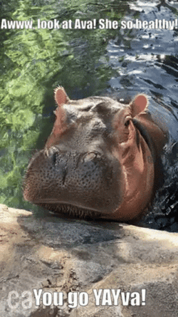 Hippo Eating Healthy Vegetable GIF