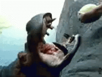 Hippo Eating Watermelon GIF