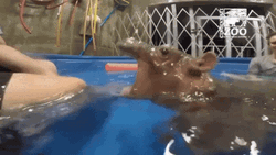 Hippo GIF