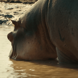 Hippo Poop Hippo Mom Playing With Baby Hippo GIF