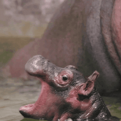 Hippo Poop Swimming Baby Hippo GIF