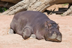 Hippo Position Like Cow And Football Player GIF