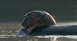 Hippo Relaxing On The Back Of His Mother GIF