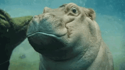 Hippo Underwater Footage GIF