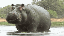 Hippopotamus Angry Yawn GIF