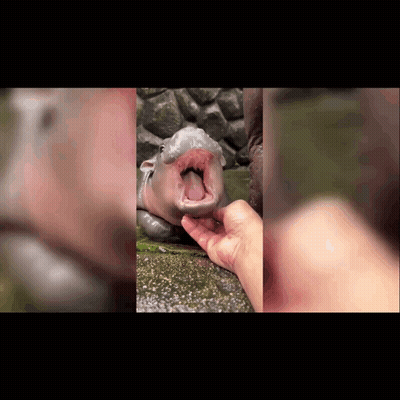 Hippopotamus Being Petted GIF