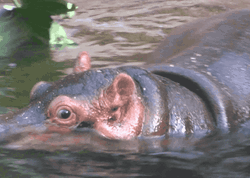 Hippopotamus Dive