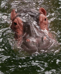 Hippopotamus Ear Wagging