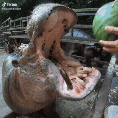 Hippopotamus Eating Watermelon From Hand GIF
