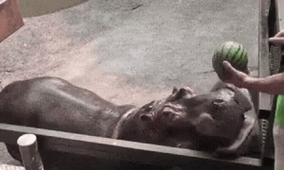Hippopotamus In Sink With Watermelon GIF