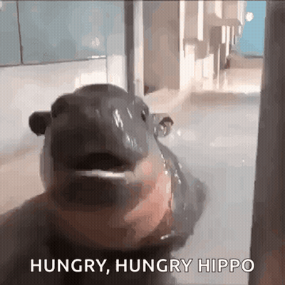 Hipopótamo mirando a la cámara diciendo hambriento hipopótamo hambriento GIF