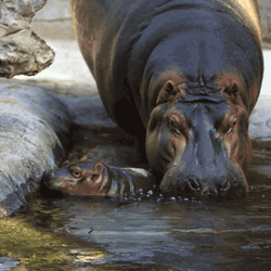 Hippopotamus Mother And Baby