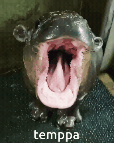 Hippopotamus Open Mouth Tongue Out Temppa GIF