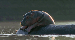 Hippopotamus Resting On Wood