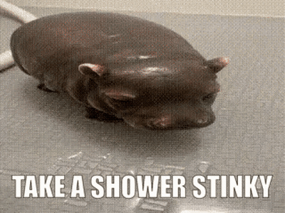 Hippopotamus Taking Shower Saying Take A Shower Stinky GIF