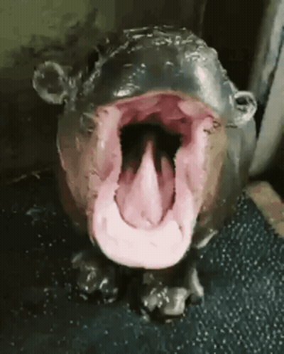 Hippopotamus With Mouth Open And Tongue Out GIF