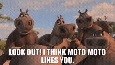 Hippos Saying Look Out I Think Moto Moto Likes You GIF
