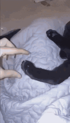 Hissing Black Cat Scare GIF