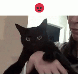 Hissing Black Cat Tantrum GIF