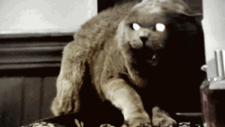Hissing Cat Aggression GIF