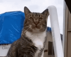 Hissing Cat Furious GIF