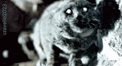 Hissing Cat Scare GIF