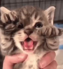 Hissing Cat Tiny Terror GIF