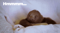 Hmmmm Fascinating Sloth GIF