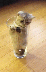 Hmph Kitty Cat Trapped GIF