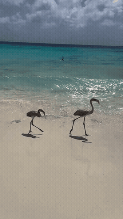 Hockey Game In Front Of Fanduel Banner GIF