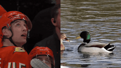 Hockey Player In Bauer Helmet Beside Duck GIF