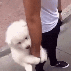 Hodl Meme GIF