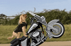 Hog Rider Dog Exhibition GIF